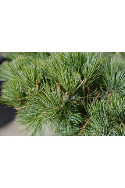 Сосна дрібноквіткова  ’Tempelhof’